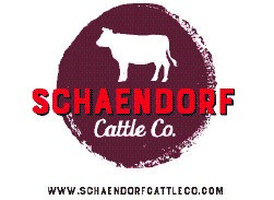 Schaendorf Cattle